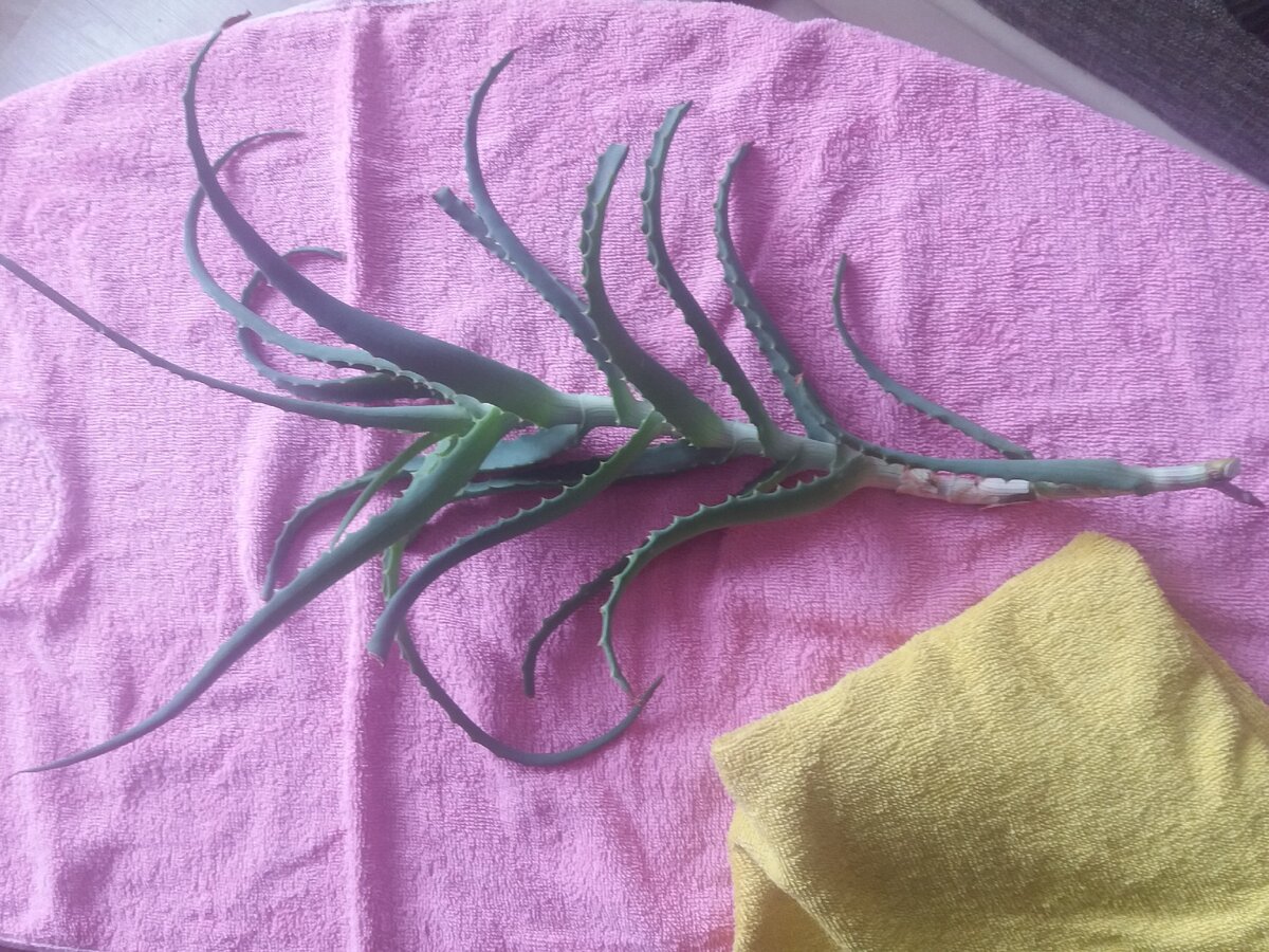 Ветка алоэ возрастом не менее 5 лет )