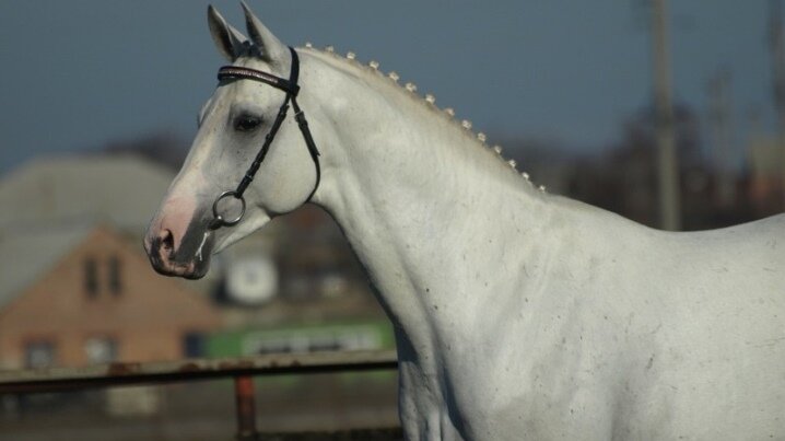 Характер и поведение терской породы лошадей