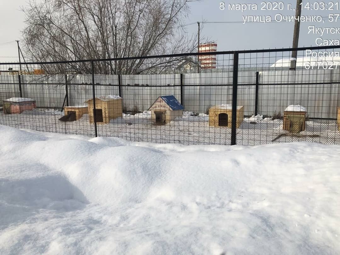 В Якутске в пункте передержки нашли сто собак и кошек с перерезанным горлом
 
Волонтеры фонда "Белый Бим" сообщили, что сегодня утром пришли на территорию ППЖ и обнаружили вольеры для кошек пустым, около 70 собак находились на улице. Также зоозащитники нашли закрытый контейнер с сотней умерщвленных животных. 
 
Работники пункта передержки сообщили, что убили их по поручению департамента ветеринарии Якутии, поскольку ранее у одной из отловленных собак было выявлено бешенство.
