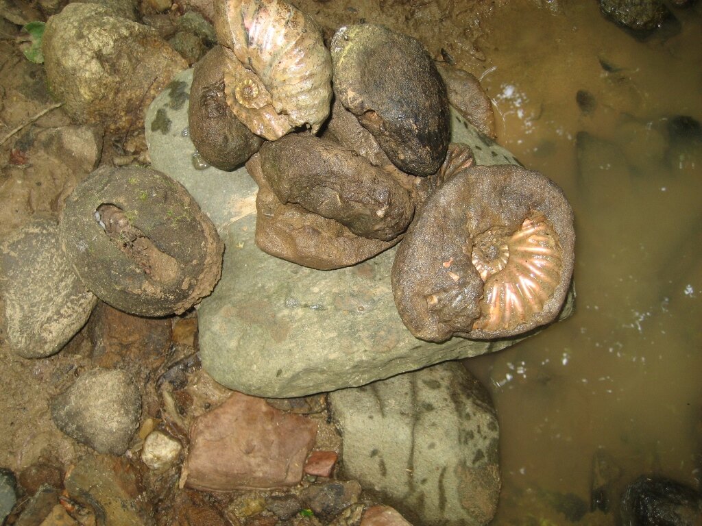 Аммониты мелового возраста. Фото Д. Дуденкова