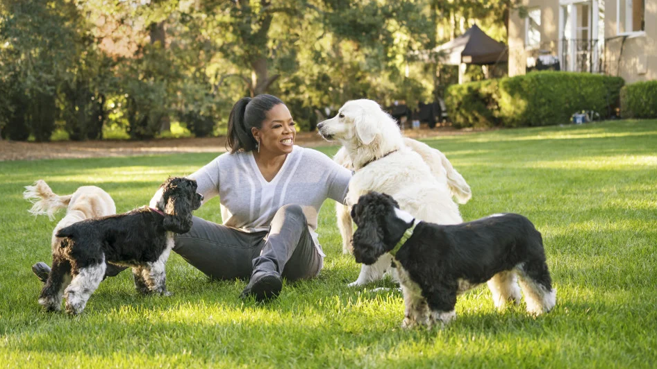 Золотистые ретриверы Люк и Лейла, кокер-спаниель Сэди и  спрингер-спаниель Санни и Лорен