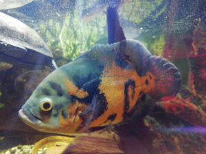 Цихлида астронотус является достаточно крупной и умной рыбой, способная стать хорошим питомцем для заботливых хозяев. Так как рыбка отличается острым умом, она может узнать своего хозяина, на протяжении дня астронотусы наблюдают за своим хозяином. Астронотус – рыба достаточно красивая, ее размеры впечатлят любого.