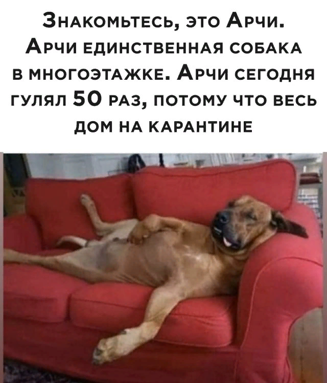 Надо тоже собаку зависти или у соседей поспрашивать...