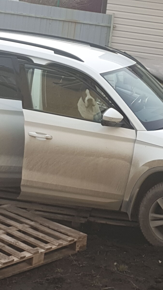 А ведь ему нельзя на сидения)