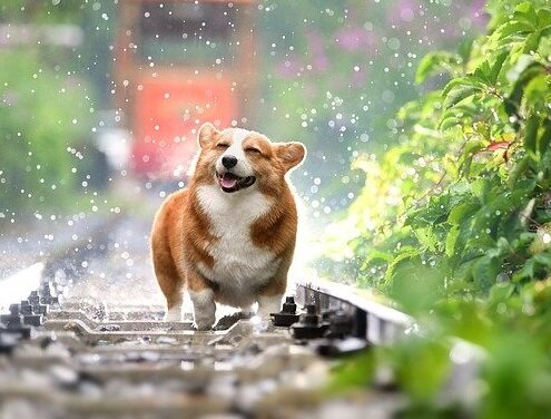 Корги счастливый, ему можно гулять в радиусе 100м от дома))))