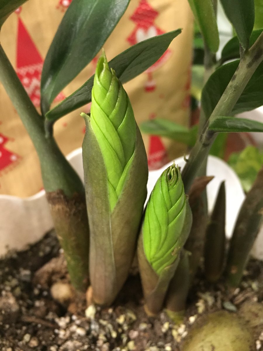 Молодые веточки замиокулькаса