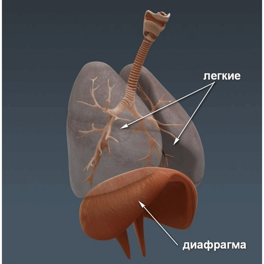 Дыхательная система человека механизм вдоха и выдоха