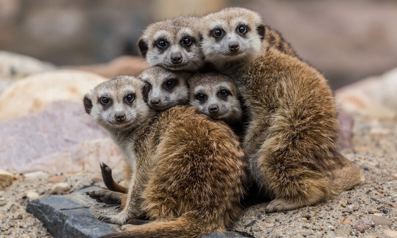 Подмена понятий... Этих зверьков есть мы не будем, хотя кто-то назвал их чевапчичами!