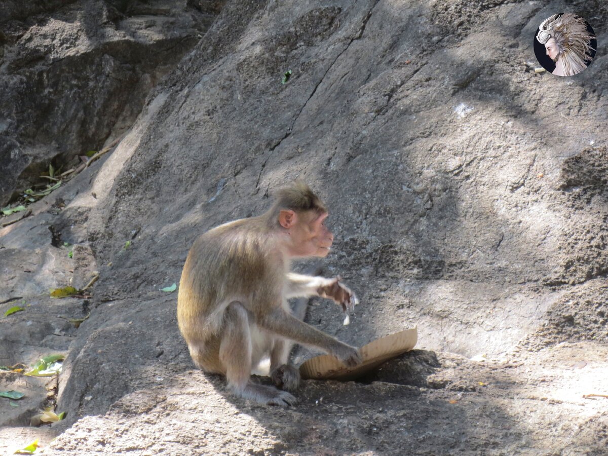 Обезьяна в Гоа. Индия