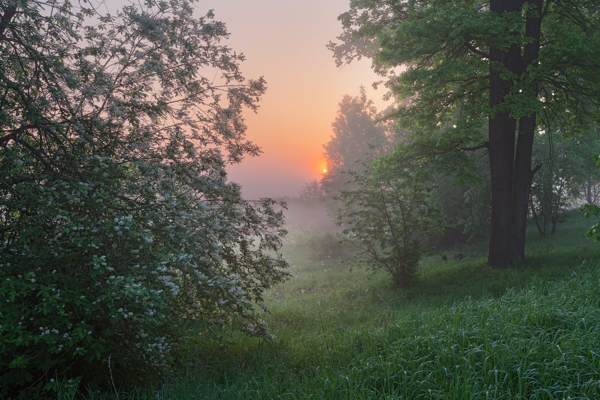 Утренняя Заря в лесу