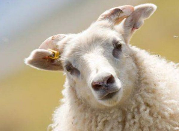 Курбан-байрам в этом году будет?