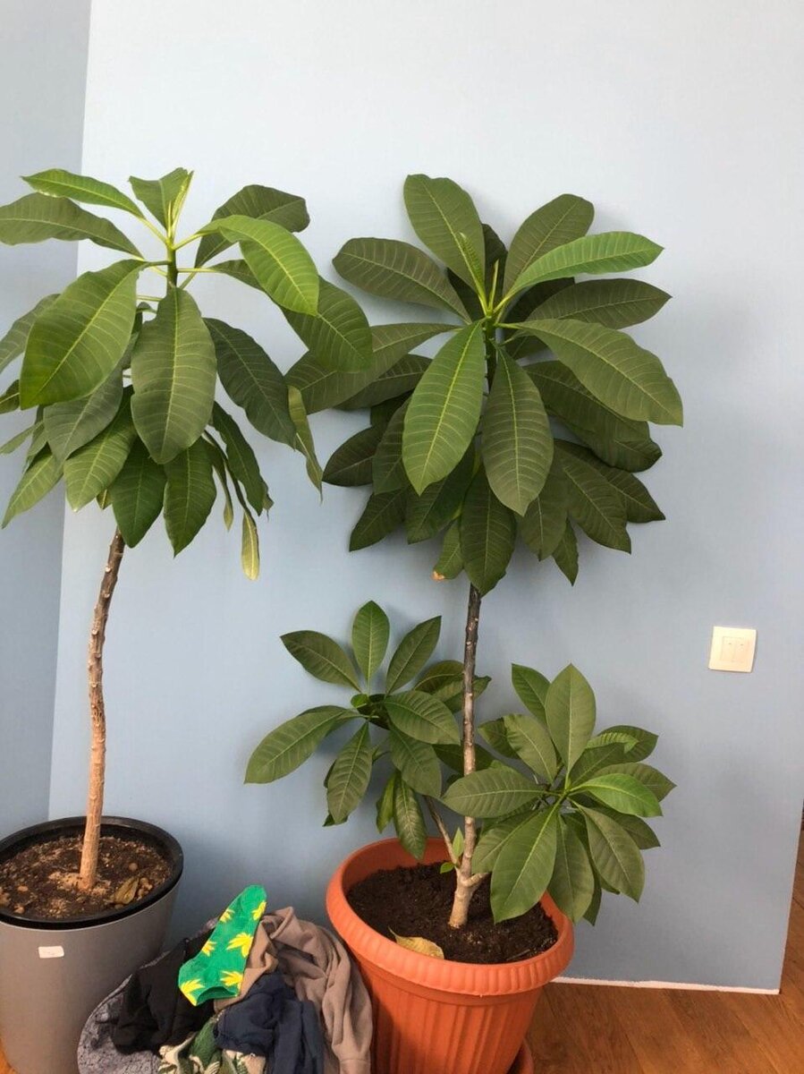 Мои плюмерии. Им 2.5 года