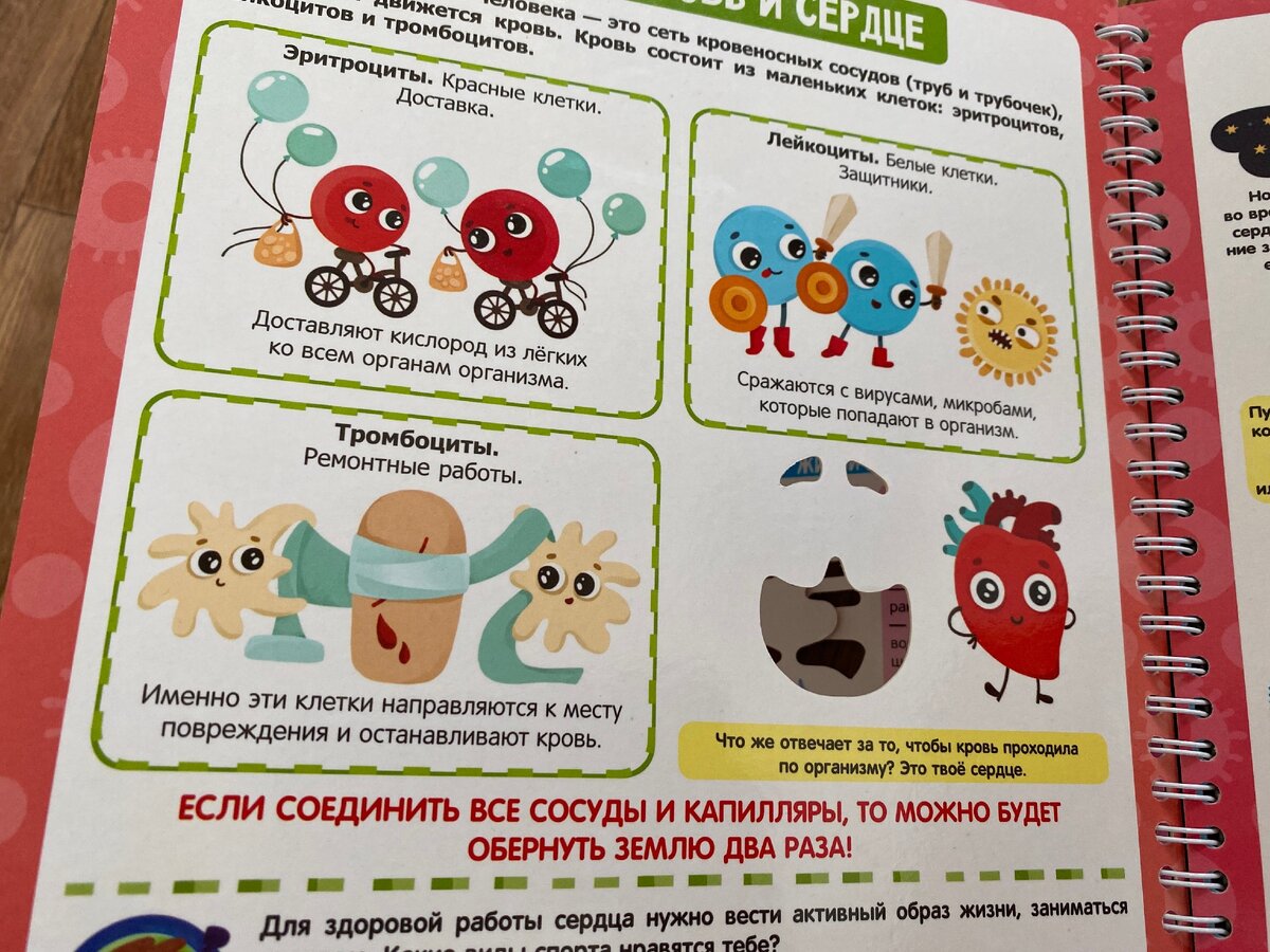 Отсюда дочка узнала о клетках крови. Фото мое