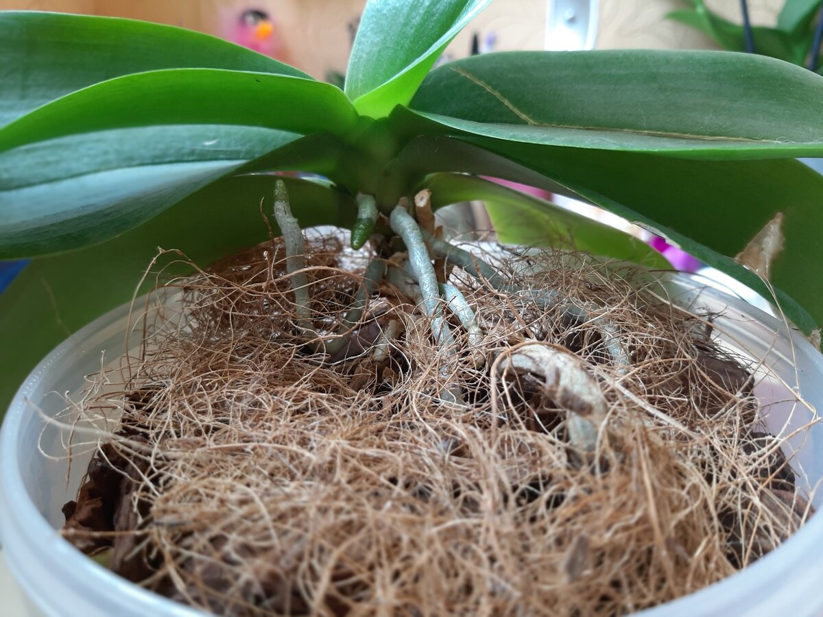 Ризоктониоз орхидеи фаленопсис