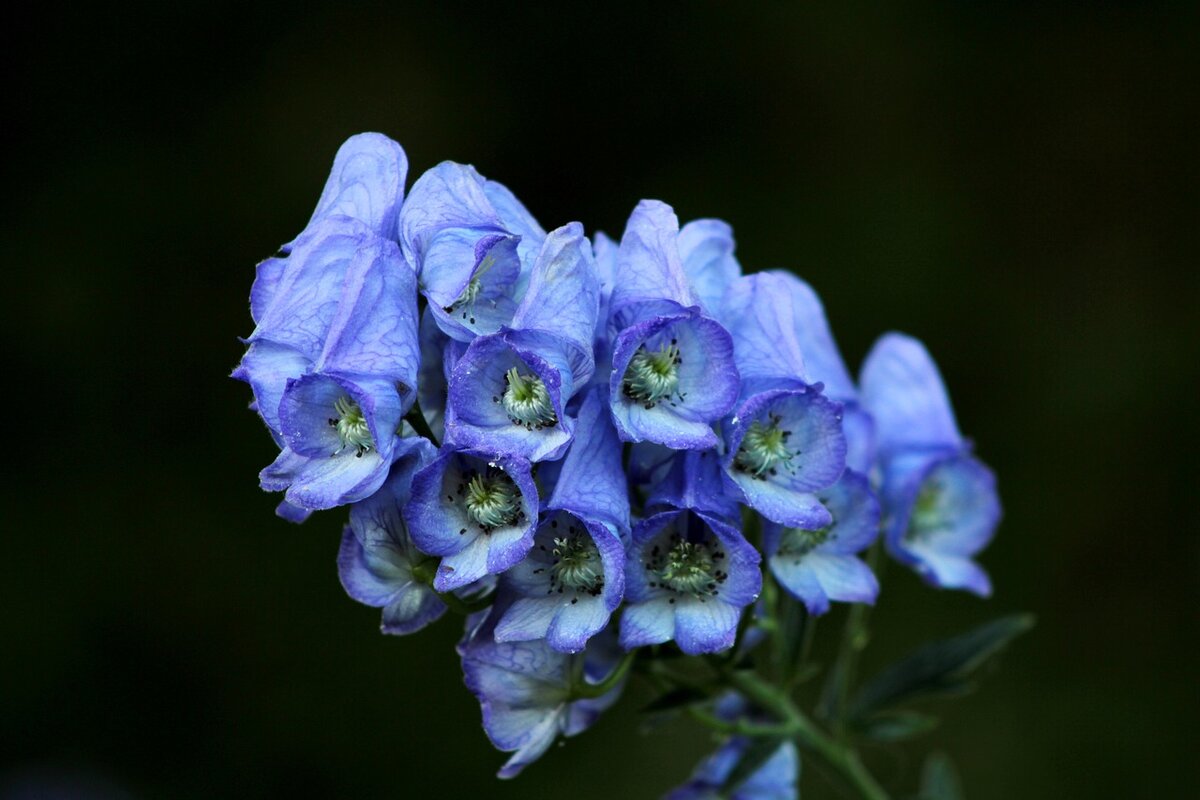 Синие ядовитые цветы