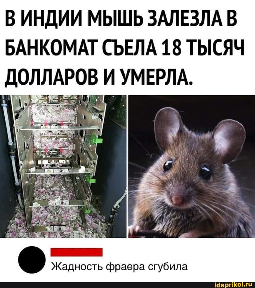 Жадность фраера сгубила картинка