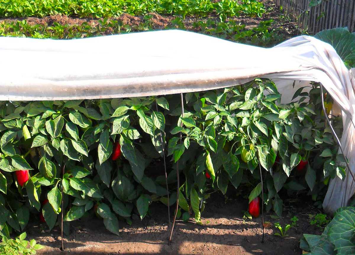 Фото перцев на дачном участке моей соседки.