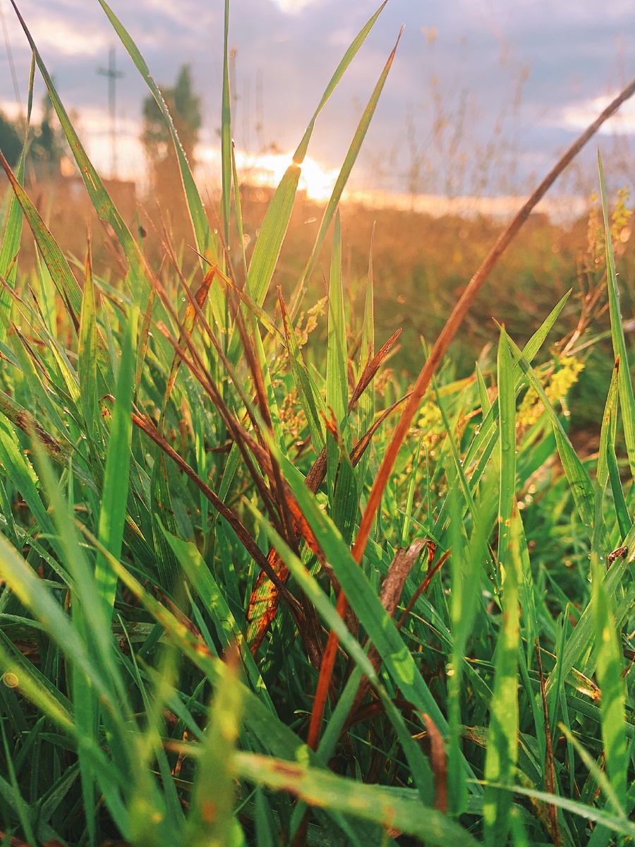 Пока бегала, остановилась на минутку, чтобы заснять эту красоту