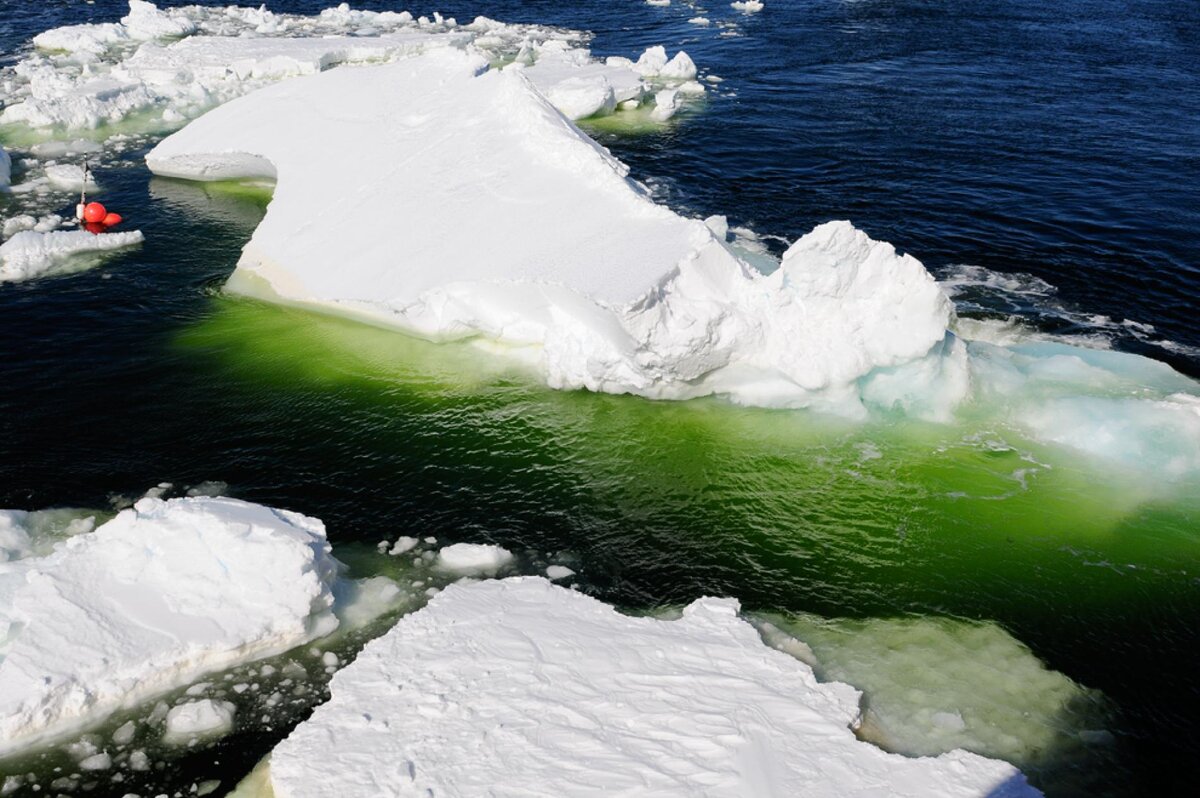 Пресноводные водоросли в Антарктиде