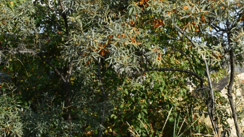 У меня растут ранние сорта облепихи. Ягоду нужно начинать собирать с середины августа.