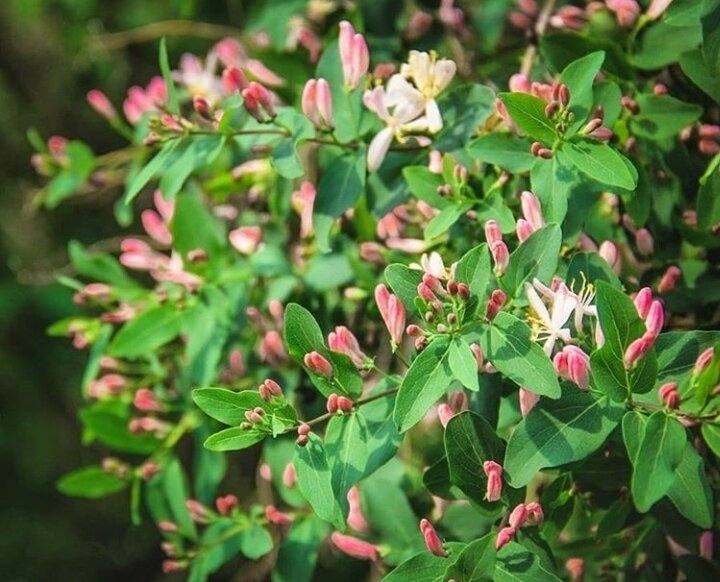 Жимолость Татарская grandiflora