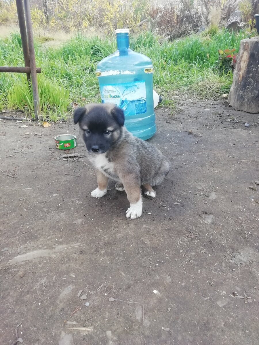 Новенький) Сумрак😁 его видитИли в темноте не видно, и вообще, он с тайгой сливается
