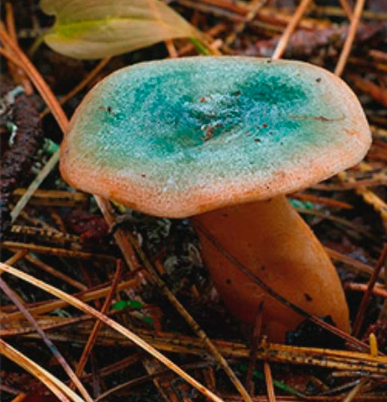 Глухой рыжик. По шляпке и не скажешь, но достаточно перевернуть его, чтобы убедиться, что у него нет пластинок. Фото с моего канала Грибник со стажем 16.RU