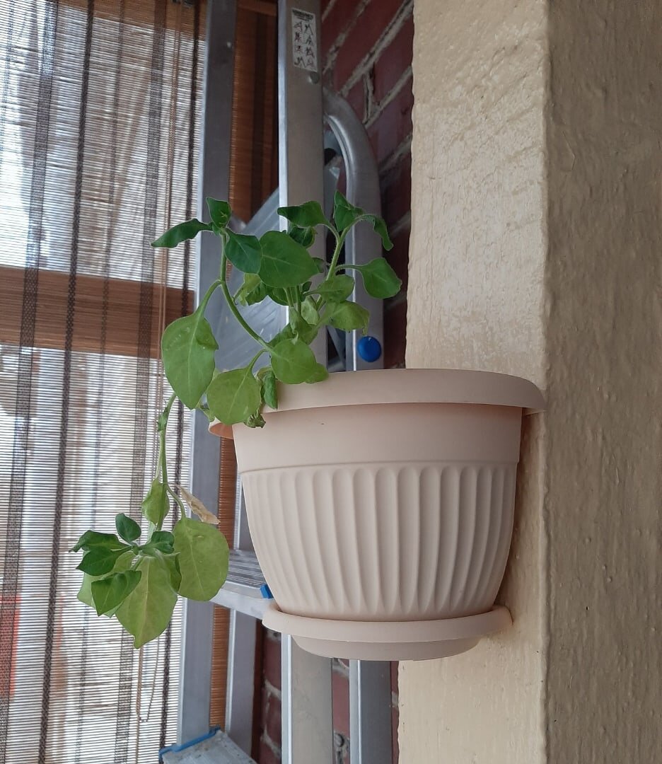 Петунии в декабре! Пусть хотя бы зелёными листочками порадуют немного