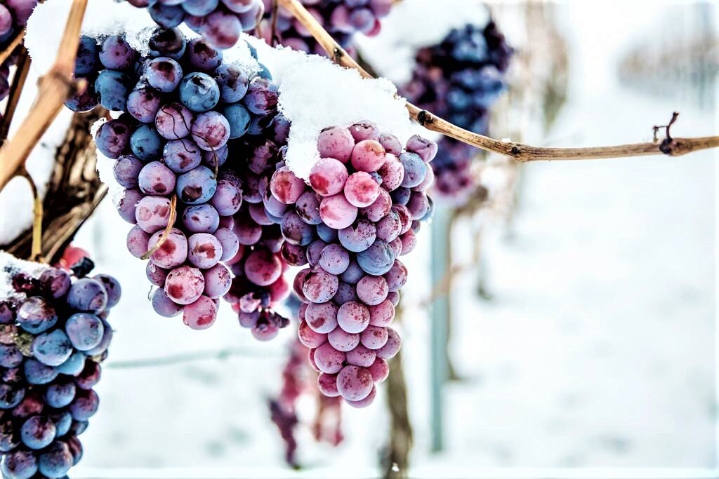 Как укрыть виноград на зиму?