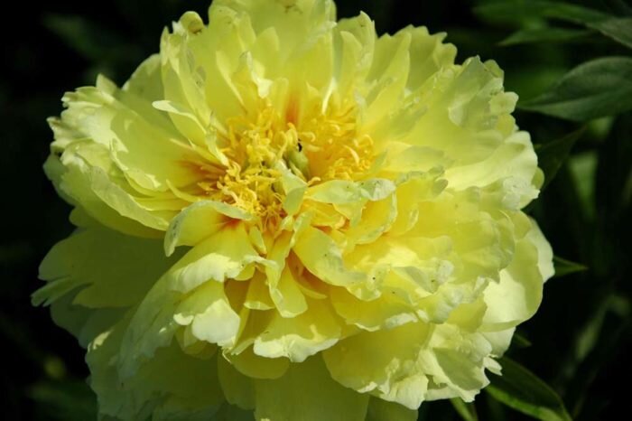 Золотая колесница. Молочноцветковый пион отличает цвет топленого молока, который со временем приобретает легкий кремовый оттенок