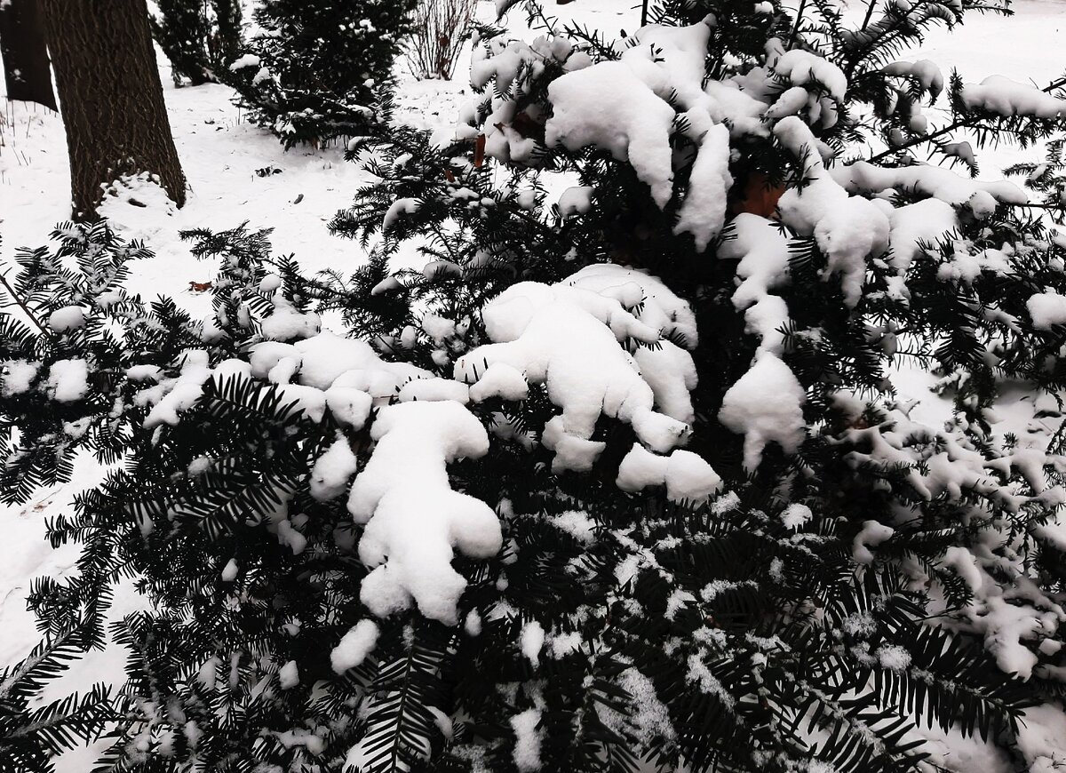 В городе Ростове-на-Дону за неделю до нового года выпал снег :) И пусть ненадолго, но запечатлеть это событие мы успели!