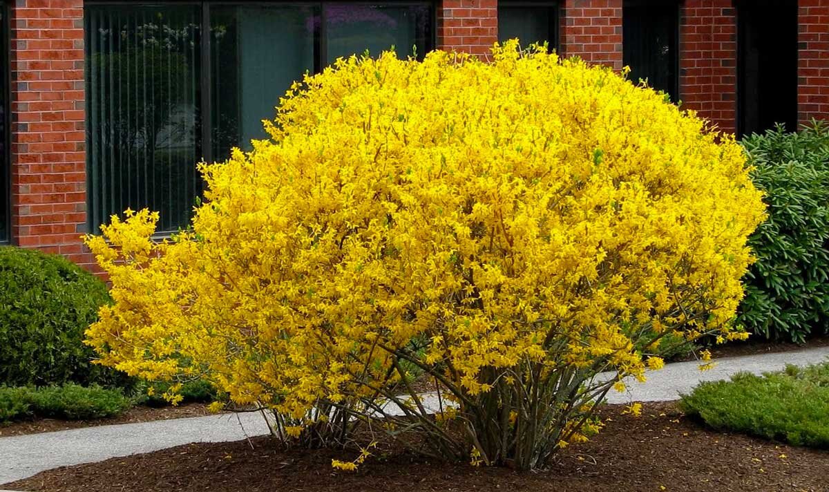 Форзиция. Фото из открытого источника