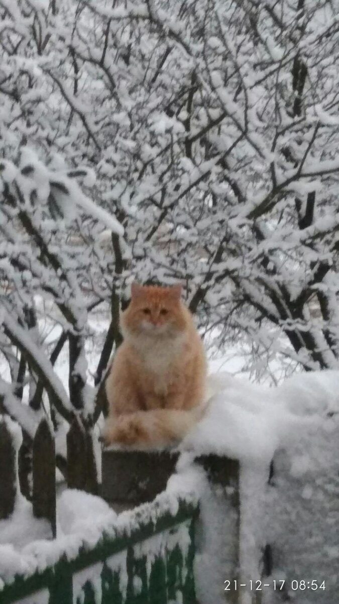 Степан