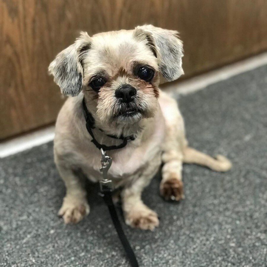 Малышка едва выжила после потери хозяйки