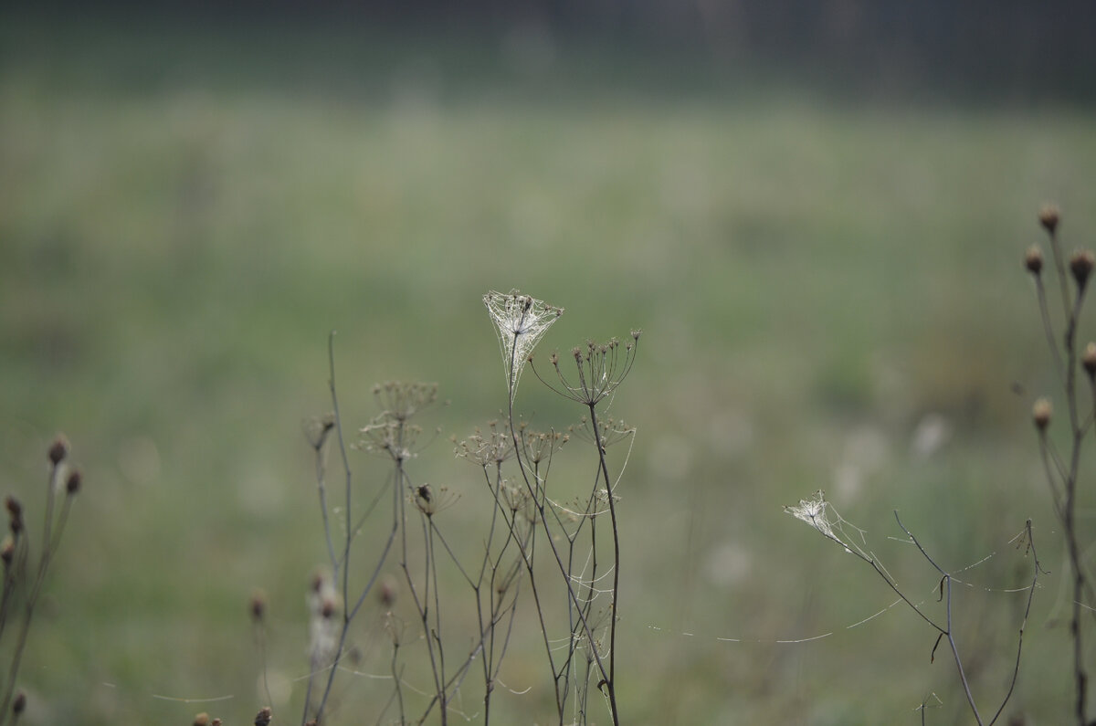 Лето не принесло вдохновение.