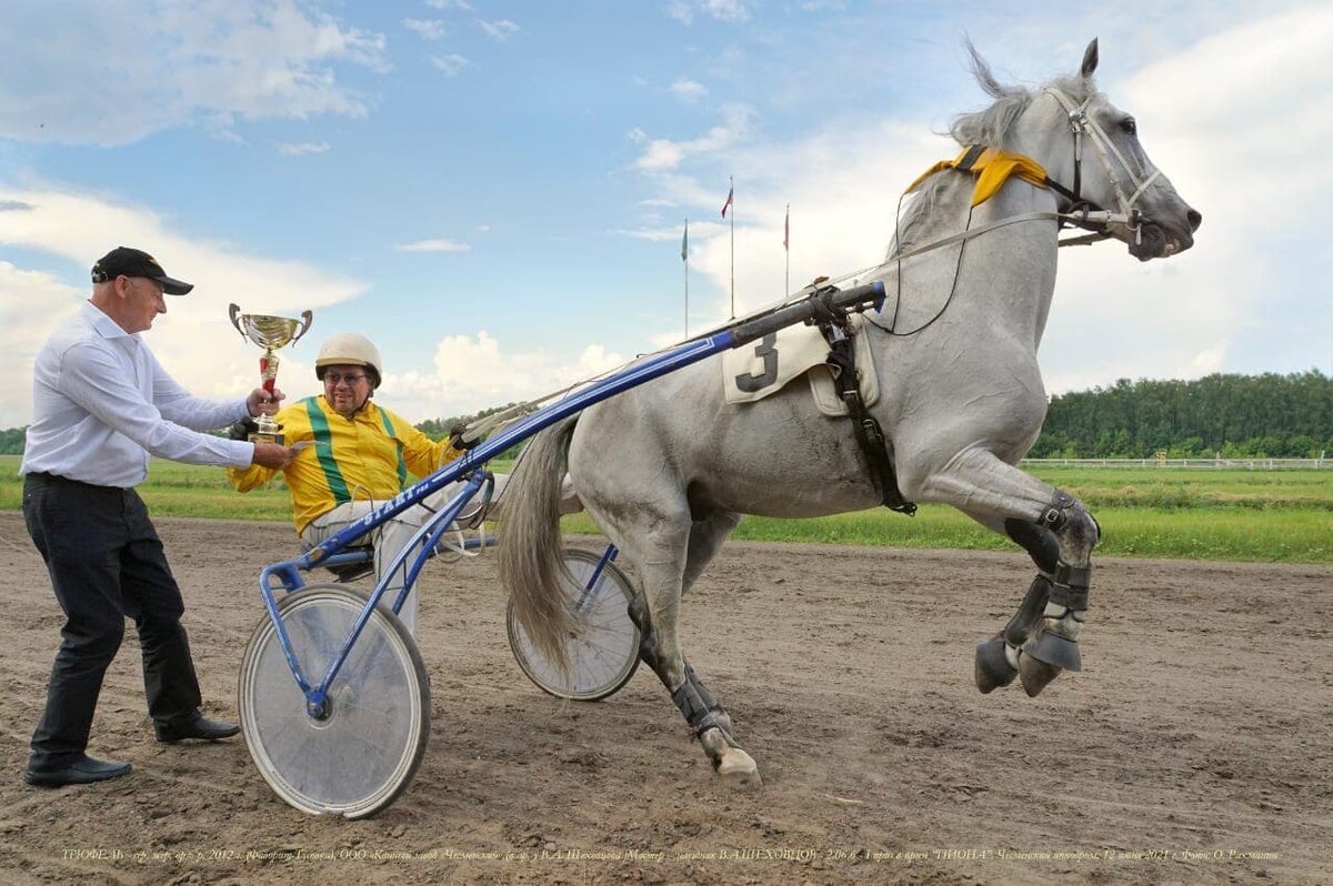 Фото: О.  Рахманин. Трюфель  2012 г.р. (Фаворит-Тусовка)