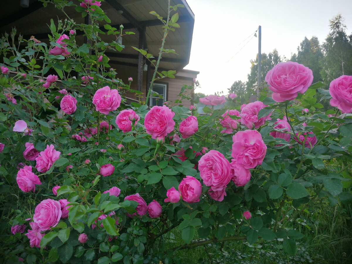 Цветёт Louise Odier/Луиз Одье, Бурбонская роза, здесь и далее фото автора