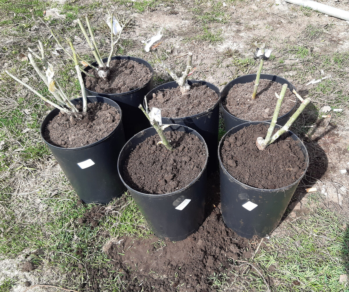 Сажала в конце апреля