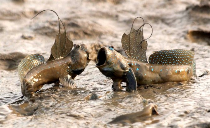 Анабас может во время засухи ползти по песку в поисках воды