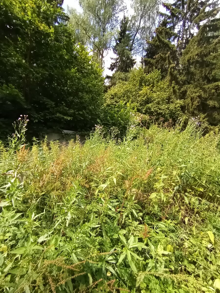 Высотой наверное 1.8 м. Личное фото автора канала