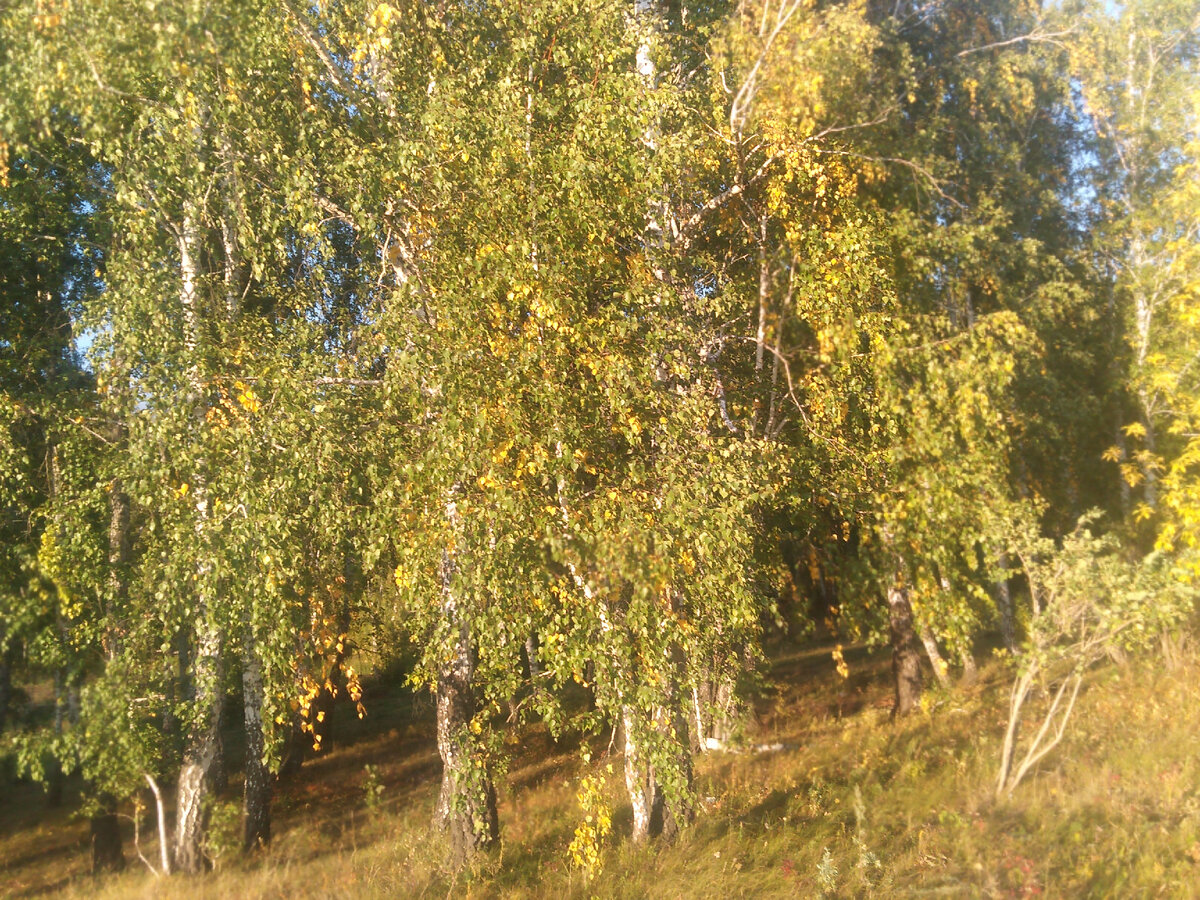 Аязгуловские берёзки.