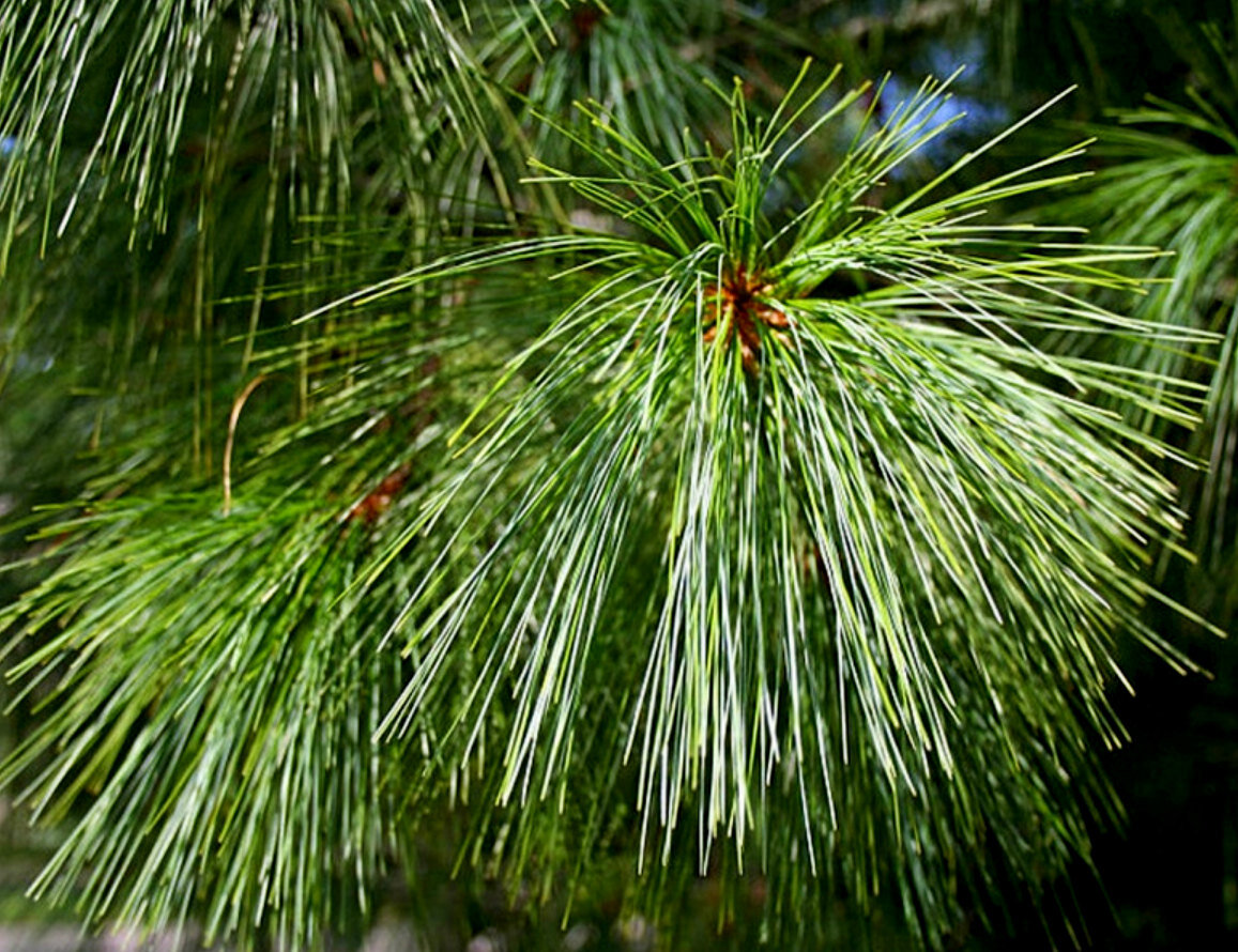Хвойные краснодарского края. Сосна Пицундская. Сосна Пицундская (Pinus brutia var. Pityusa). Пицундская сосна иголки. Сосна Пицундская хвоя.