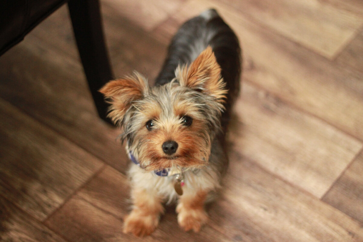 Яндекс картинки volonter61.ru