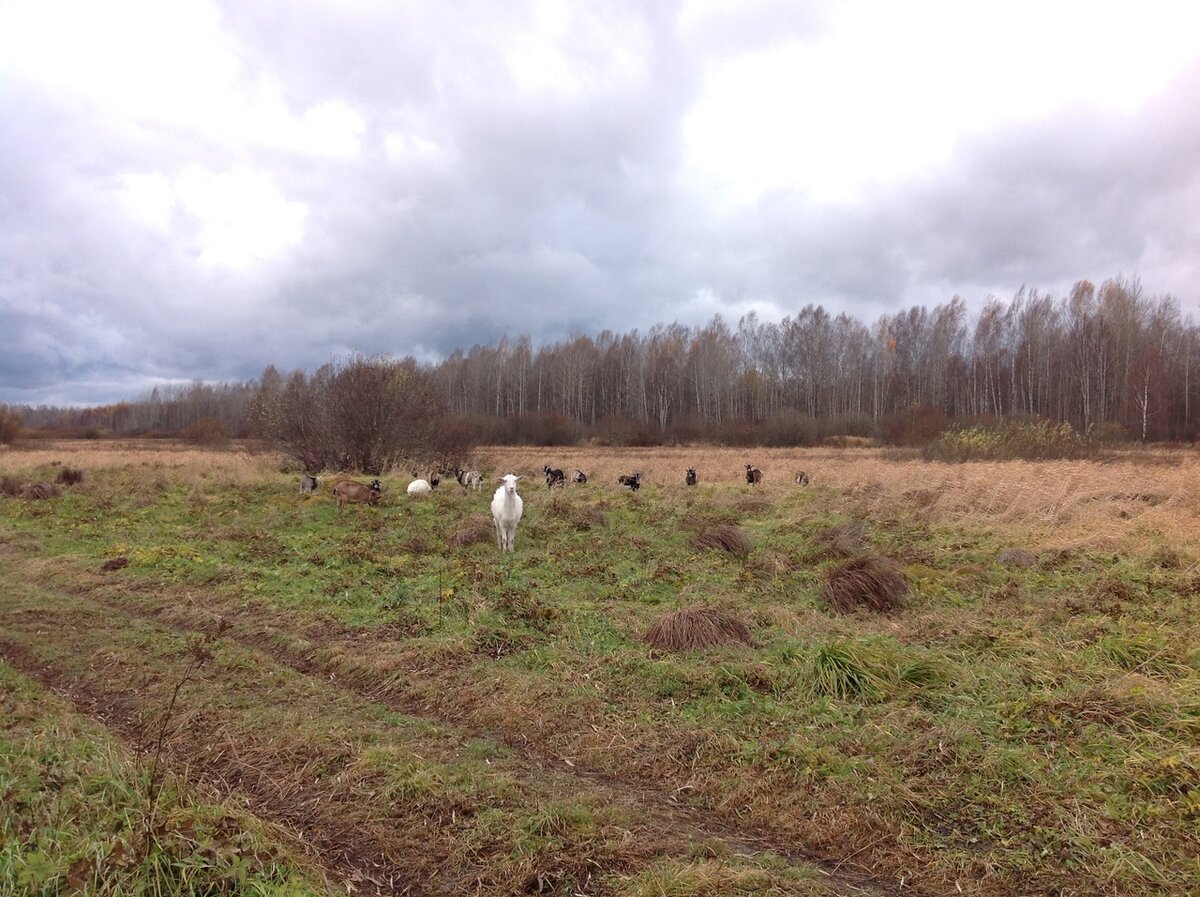 Мой "боевой конь"на страже