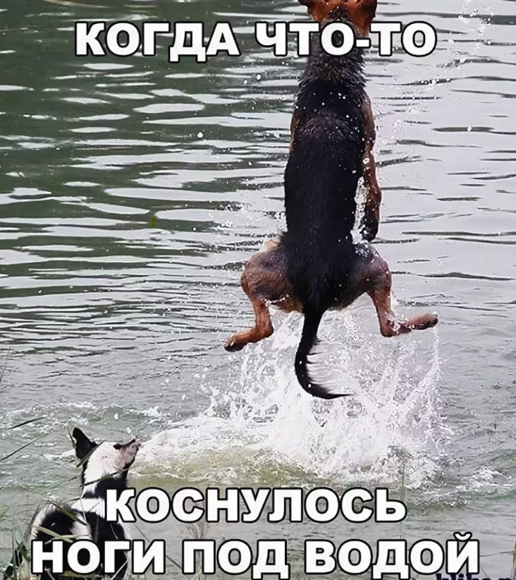 Включи смешные пресмешные. Весёлые картинки прикольные. Смешные до слез. Смешные картинки с надпися. Приколы картинки с надписями.