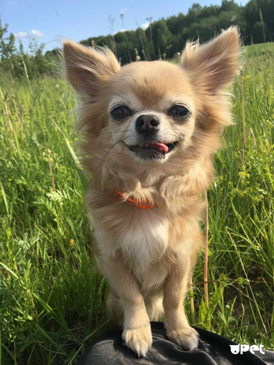 Фото собаки - Чихуахуа