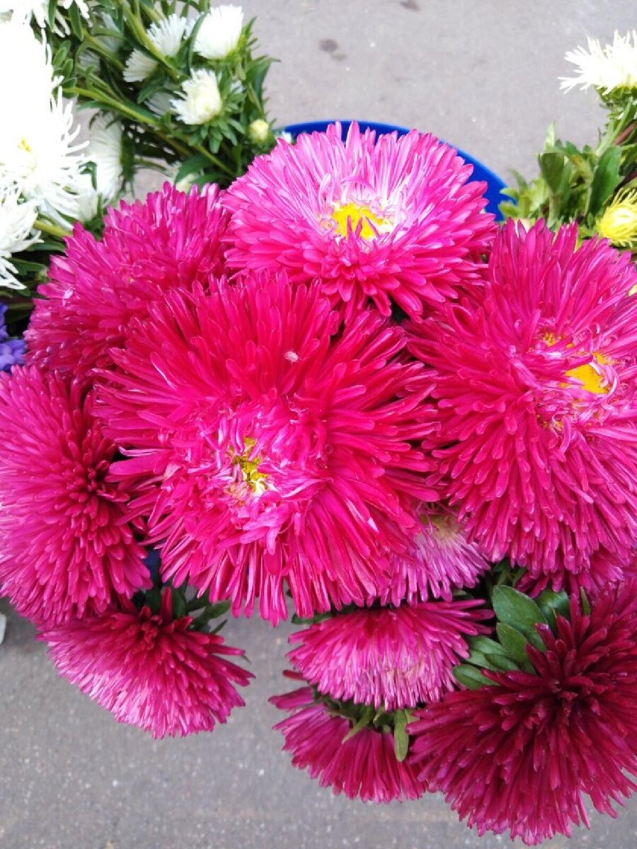 АСТРА ТАТЬЯНЫ К