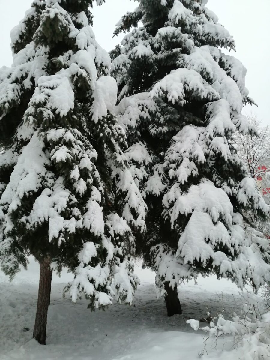 Россия, средняя полоса, февраль 2022 года. Фото из личных архивов автора.