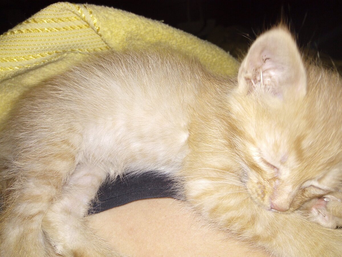 Это не наш рыжий комочек, а подругин. Наш был постарше, но тоже брошен хозяевами