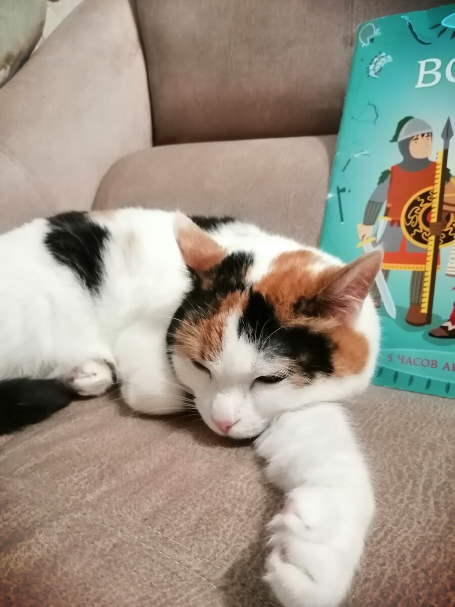Да что этим человекам надо опять? Не видят? Сплю я!!!  🐈